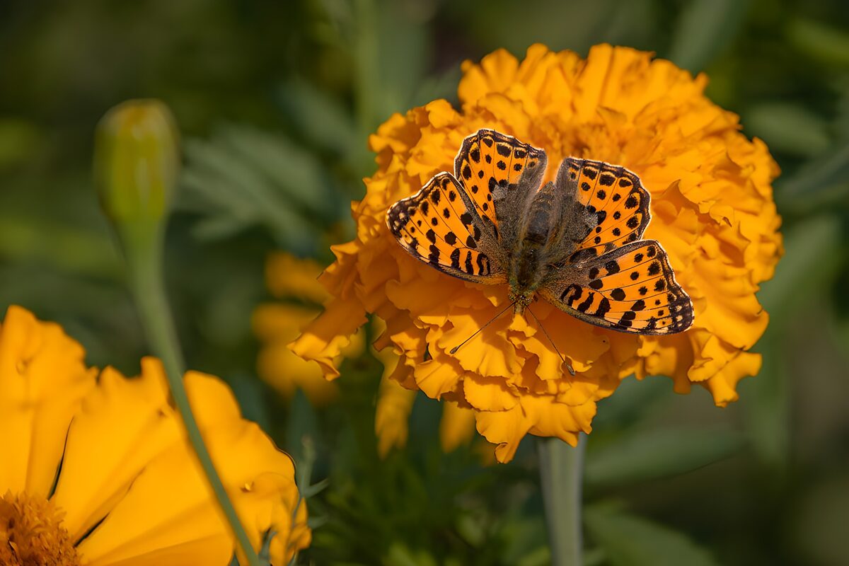 Sommerfugl på solbeskinnet fløjlsblomst