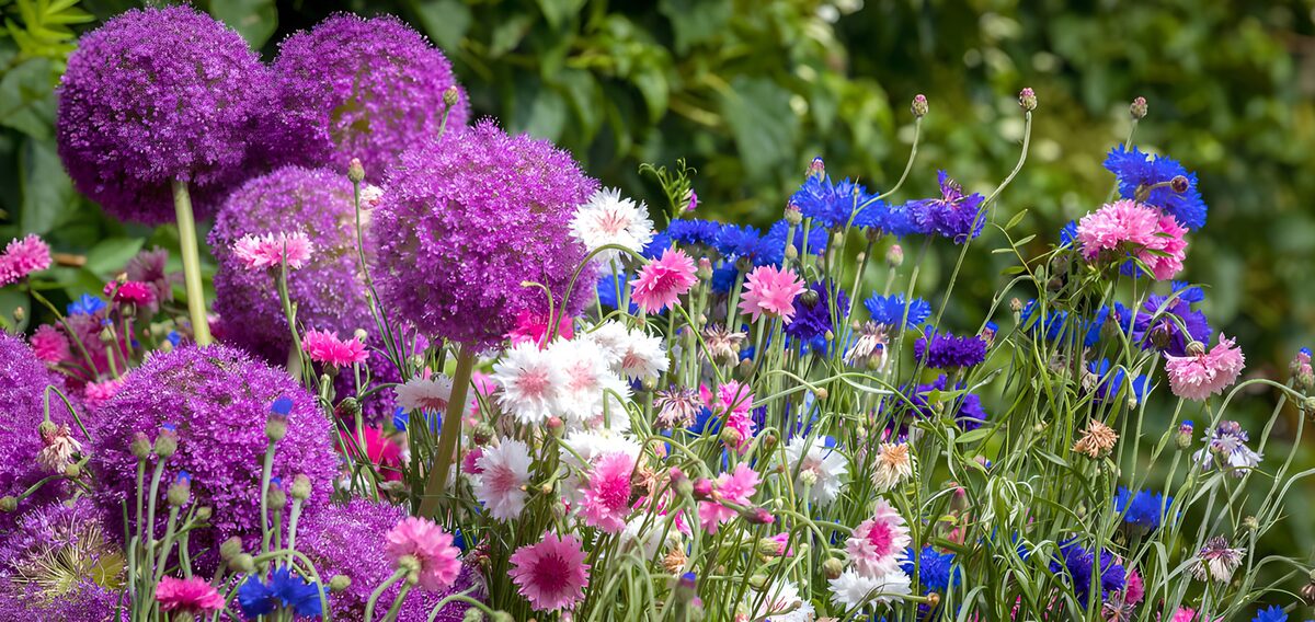HPDK32964: Lilla prydløg og kornblomster i sol