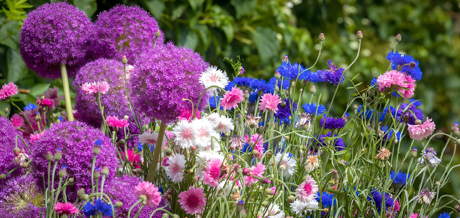 HPDK32964: Lilla prydløg og kornblomster i sol