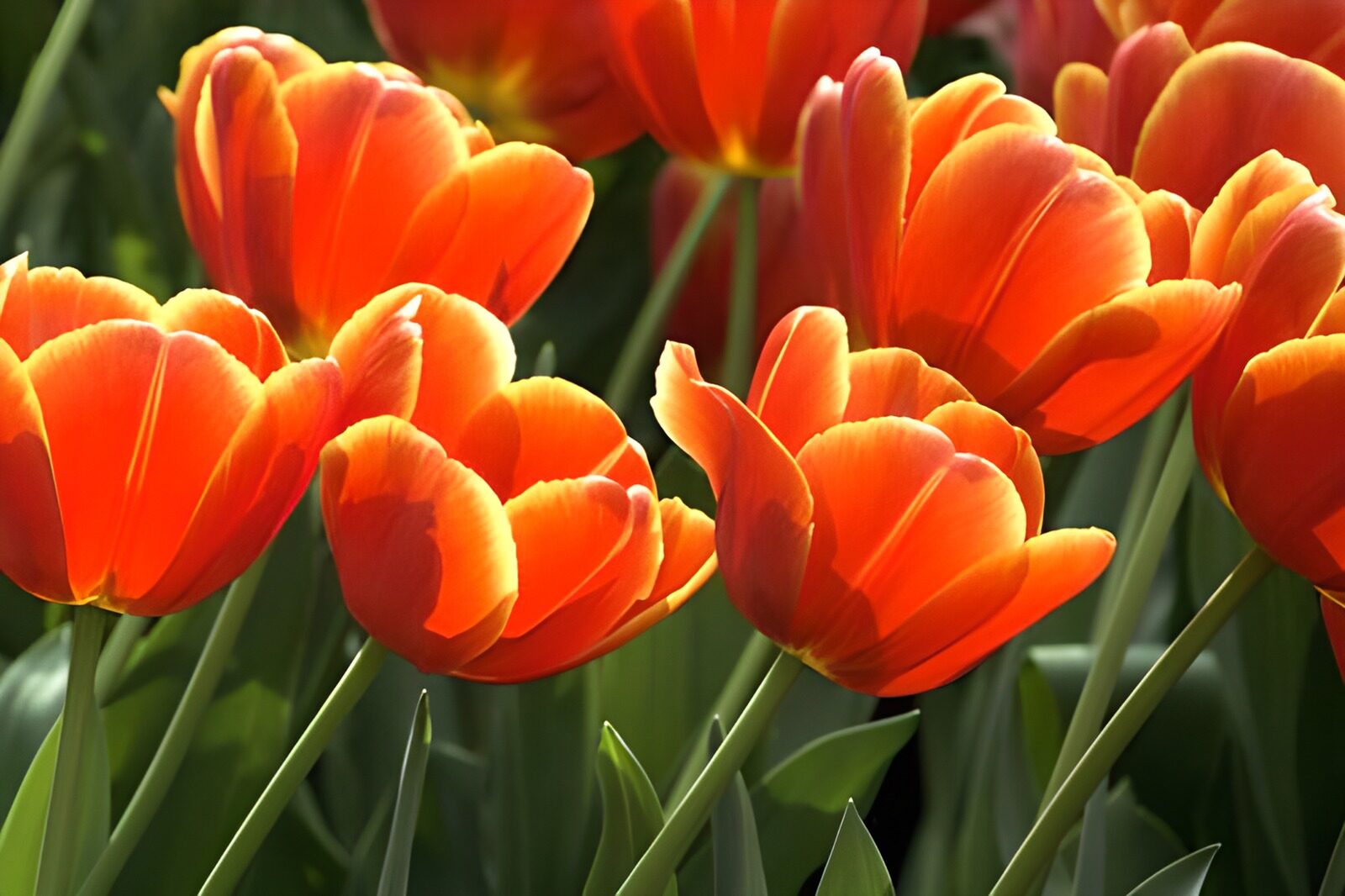 HPDK95125: Orange tulipaner i varmt sollys