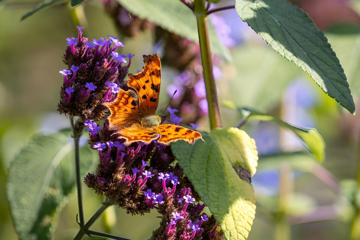 Orange vinger i et lilla blomsterhav