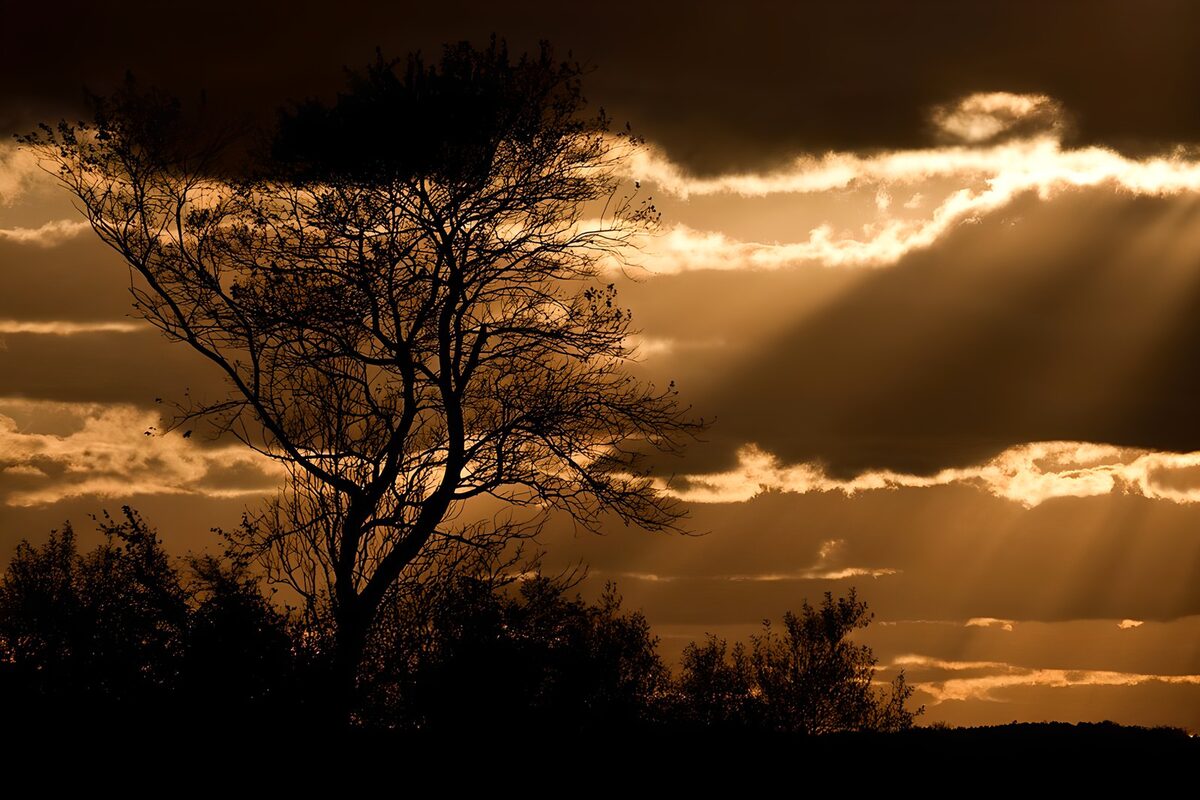 Træ i silhuet mod gylden aftenhimmel