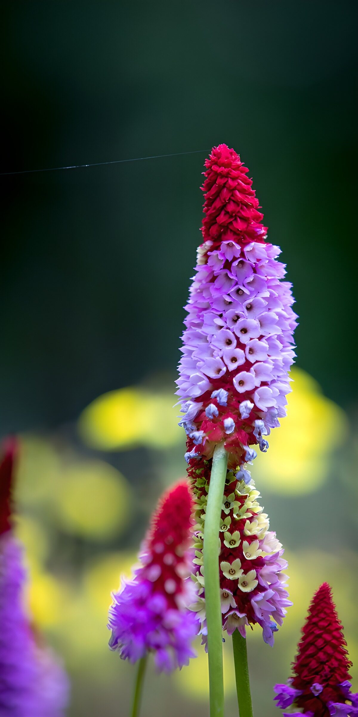 HPDK30537: Rødt blomsterspir med lyslilla blomster