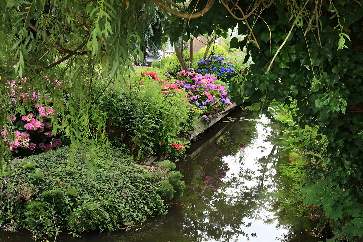 HPDK50332: Stille havekanal med hortensiaer