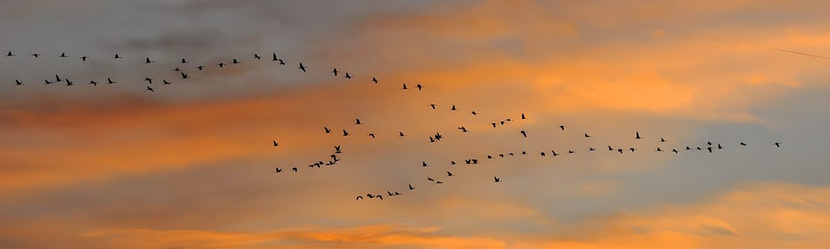 Fugleflok mod en gylden aftenhimmel