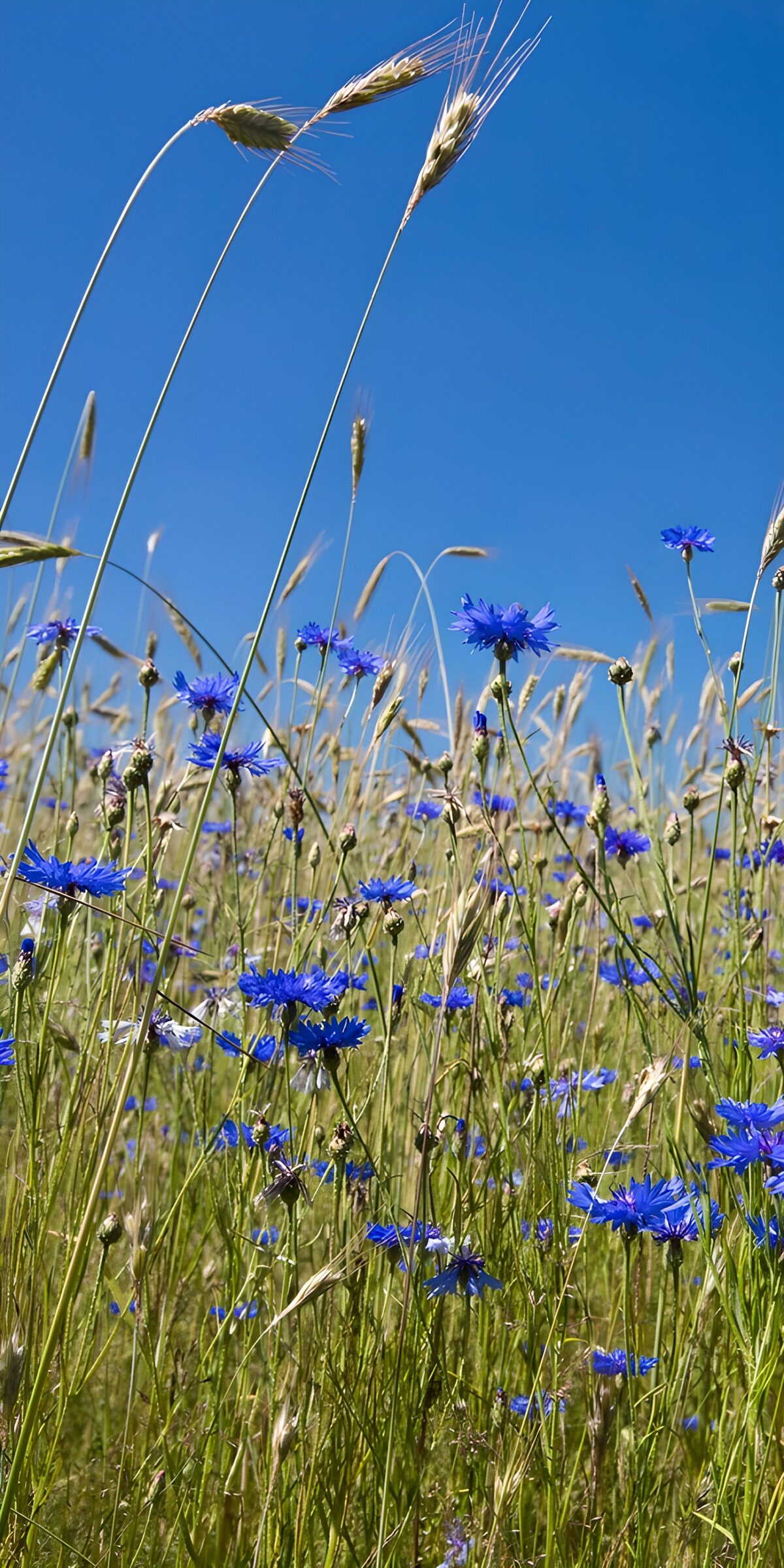 HPDK21209: Blå kornblomster under sommerhimlen