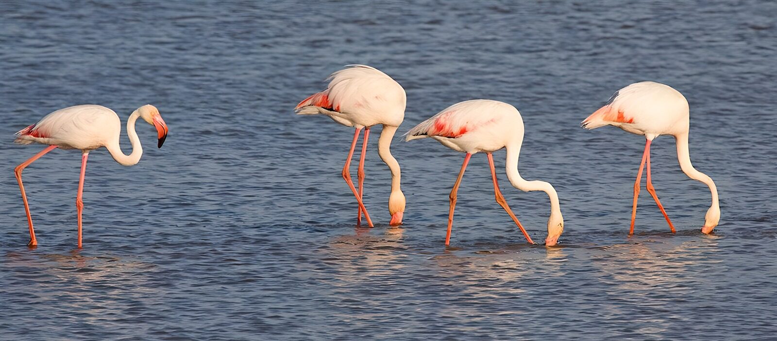HPDK12055: Fire flamingoer i roligt vand