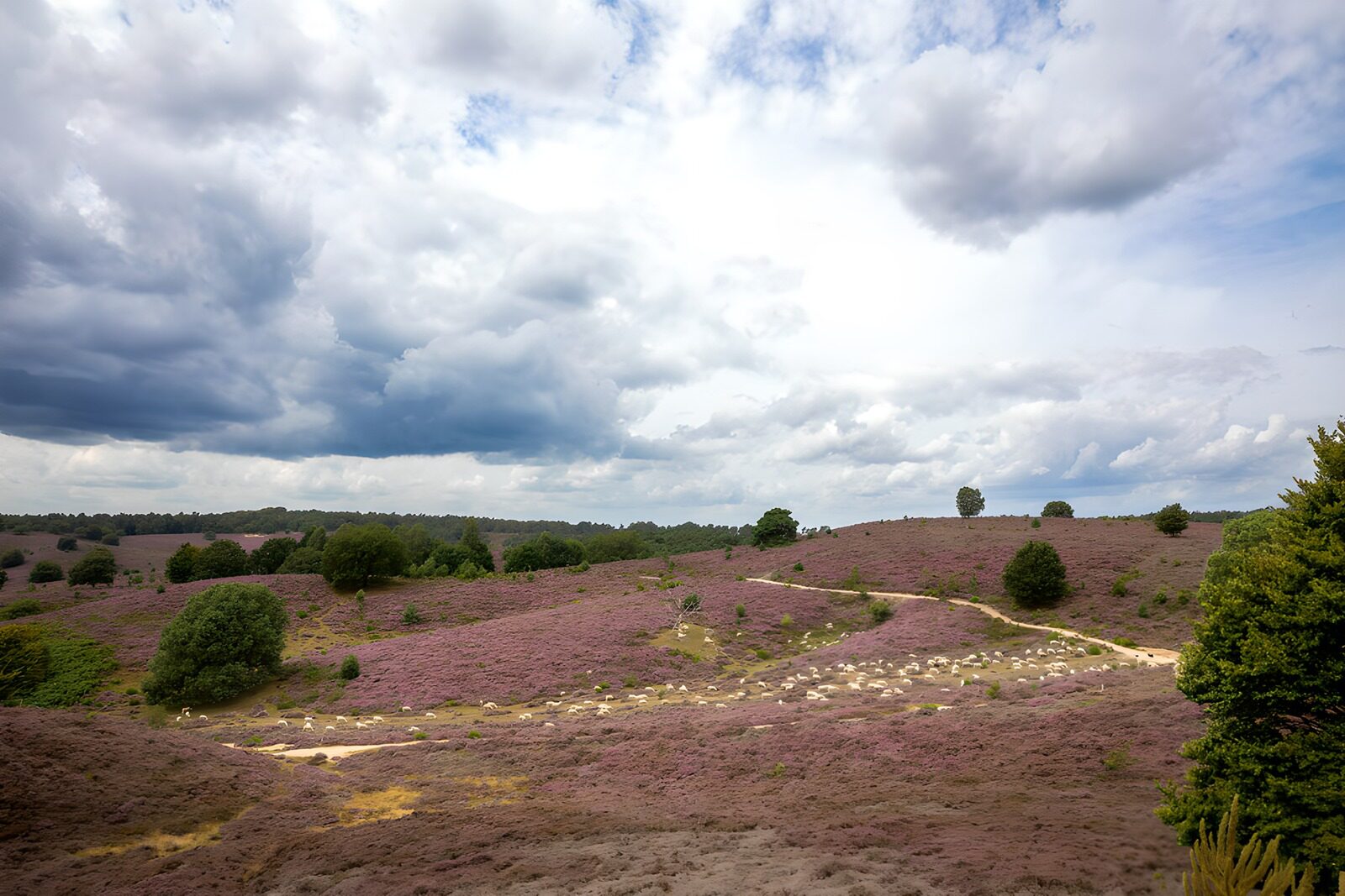HPDK71403: Får på den blomstrende hede