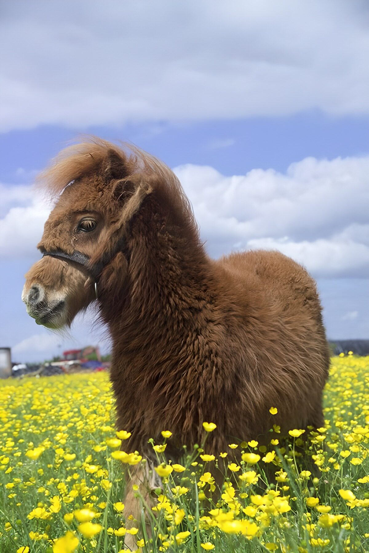 Brun pony i en frodig eng med gule blomster