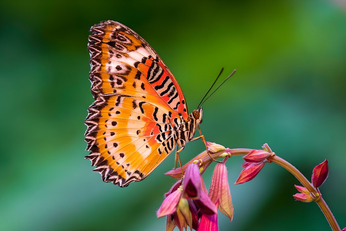 Orange sommerfugl på lyserøde blomster