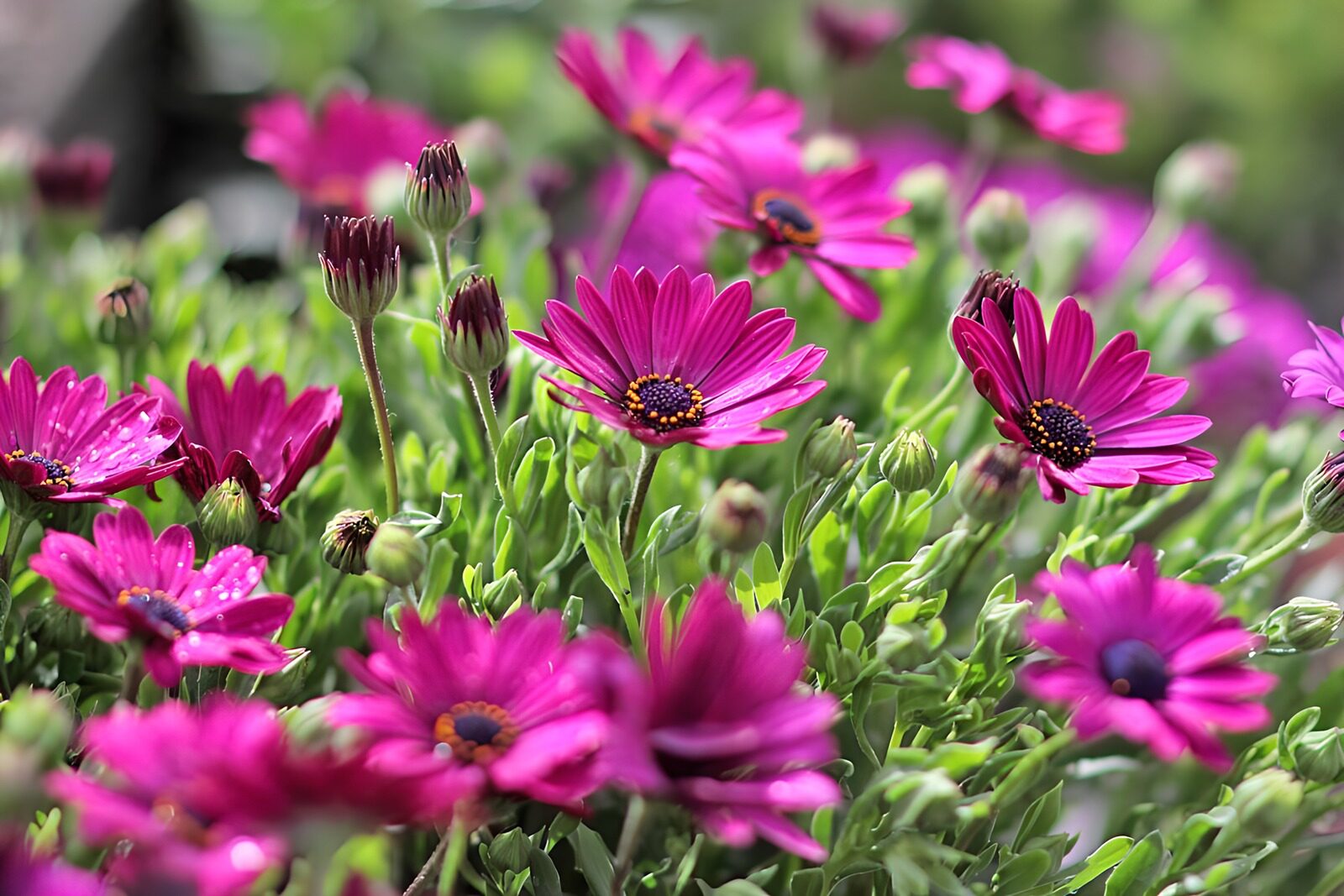 HPDK27385: Pink kapmargueritter i sollys