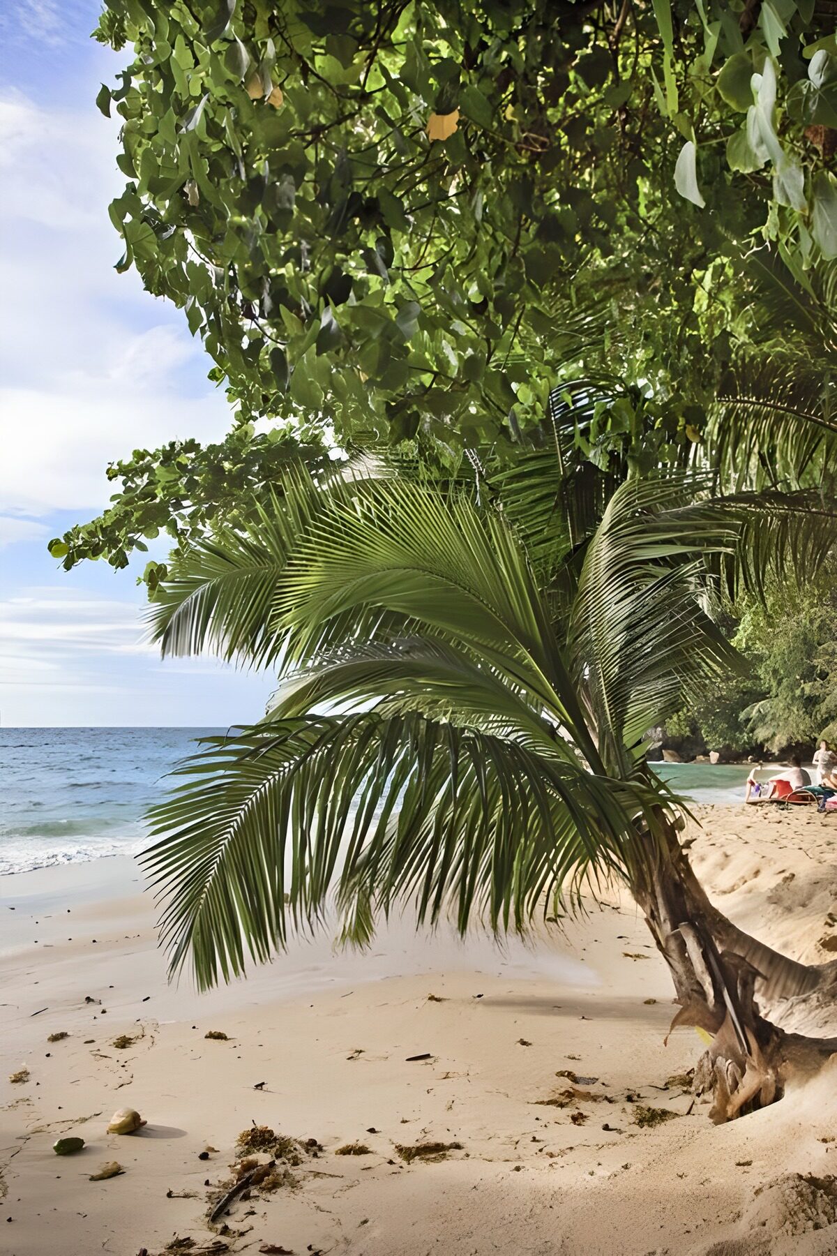 Buet palme ved den tropiske strand