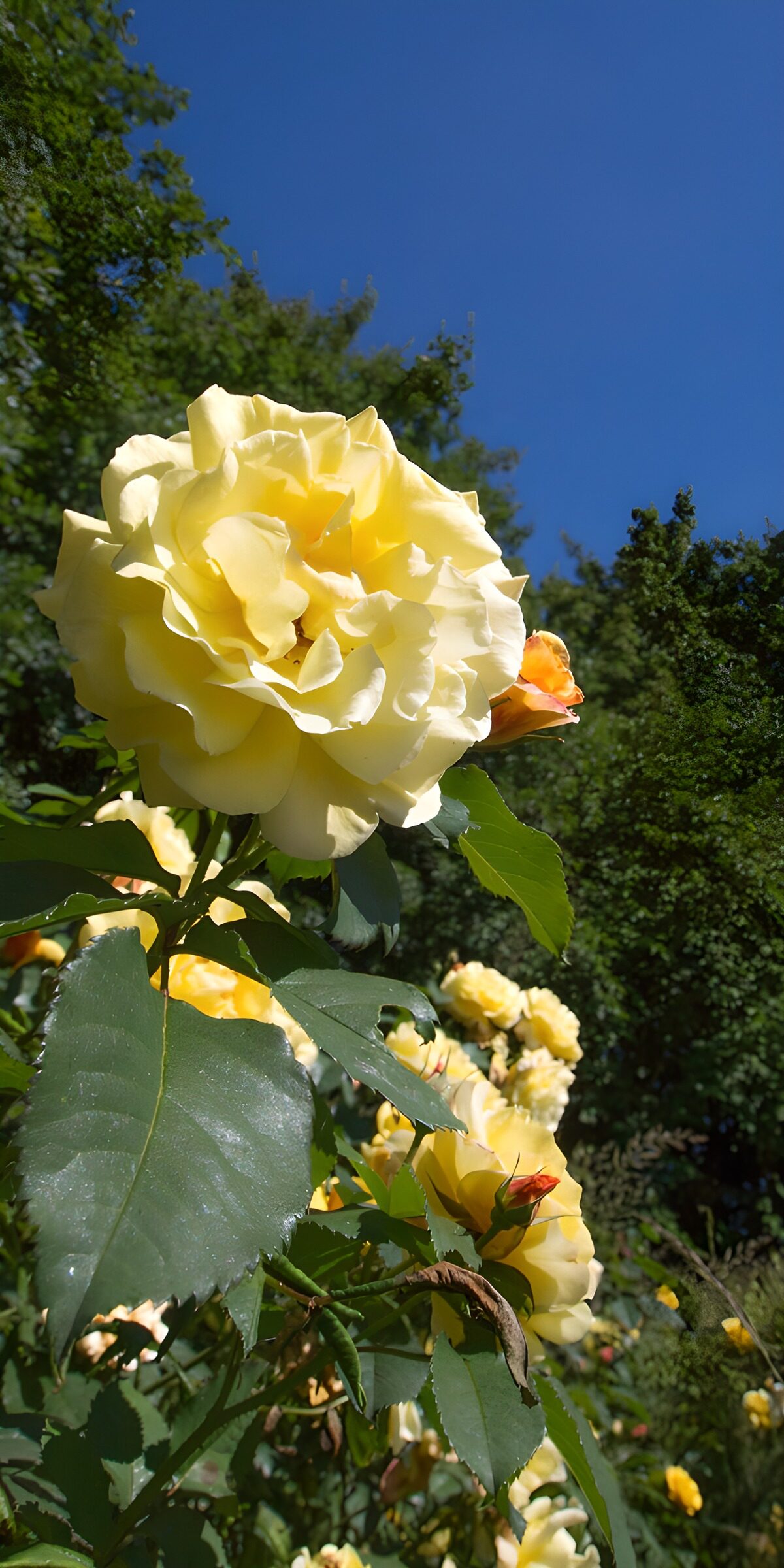 HPDK52918: Gul rose i sol mod blå himmel
