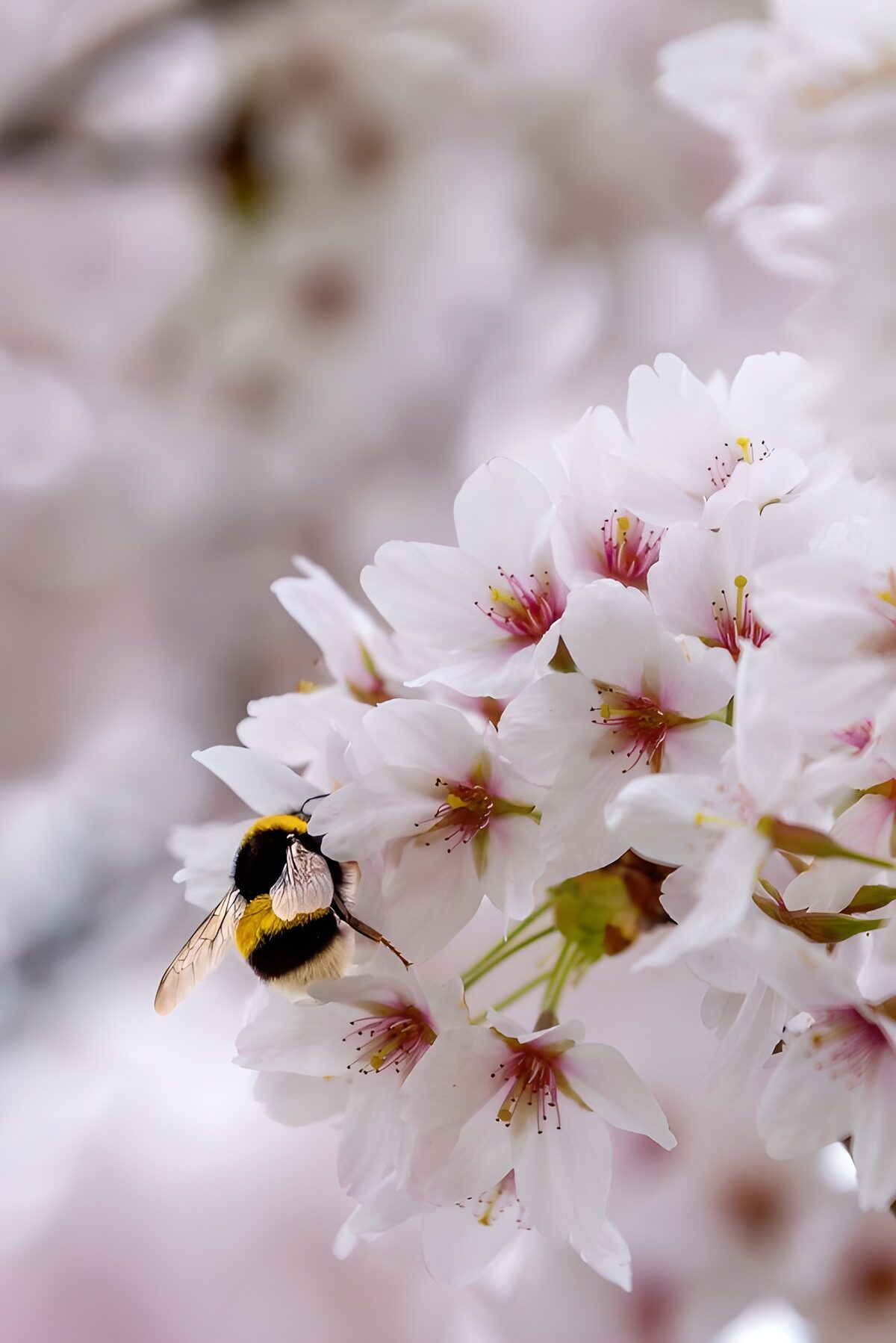 HPDK58601: Humlebi i kirsebærblomsternes bløde lys