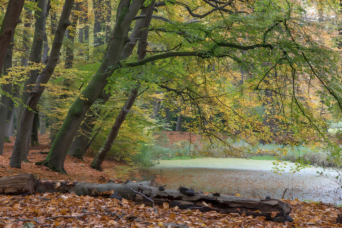 Efterårsskov ved en stille dam