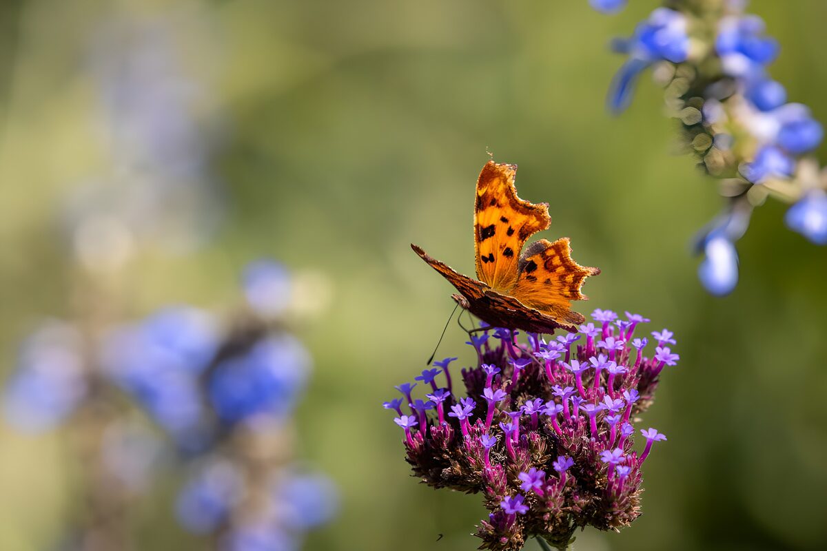 Orange sommerfugl på lilla blomster