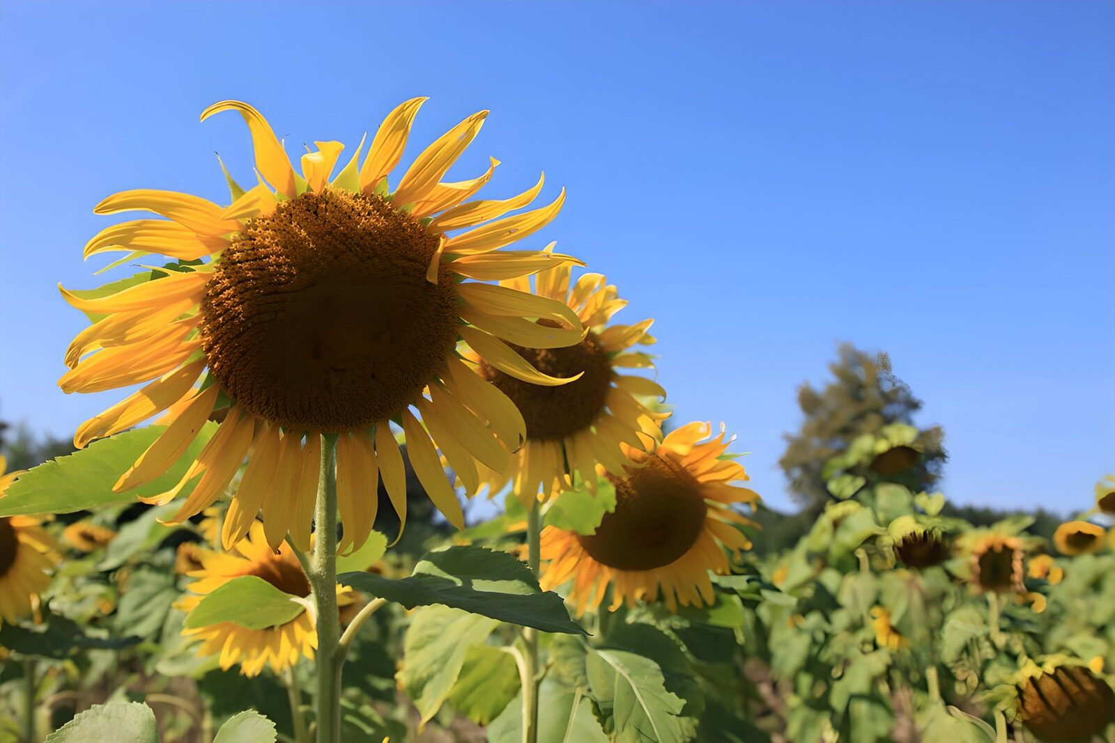 HPDK82682: Solsikker under en skyfri sommerhimmel
