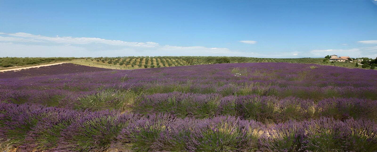 HPDK27554: Et hav af lavendel under sommerhimlen
