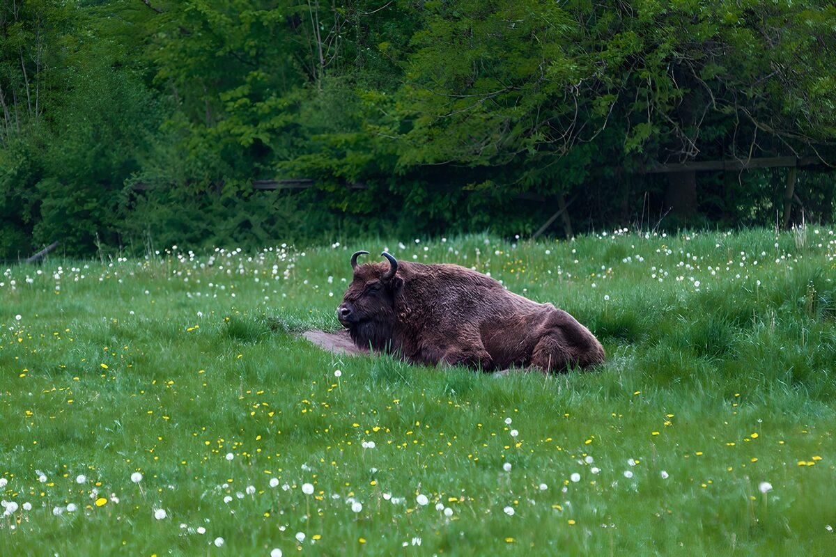 Europæisk bison i det grønne