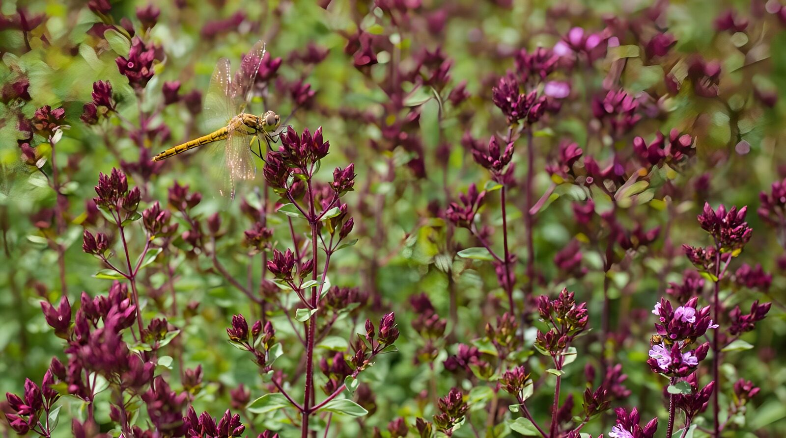 HPDK45942: Gul guldsmed på lilla blomster i sol