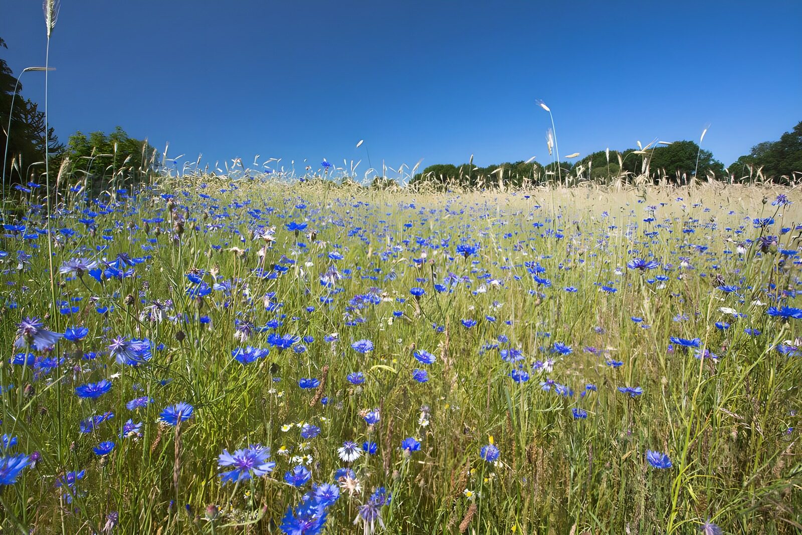 HPDK49248: Blå kornblomster i sommerlys