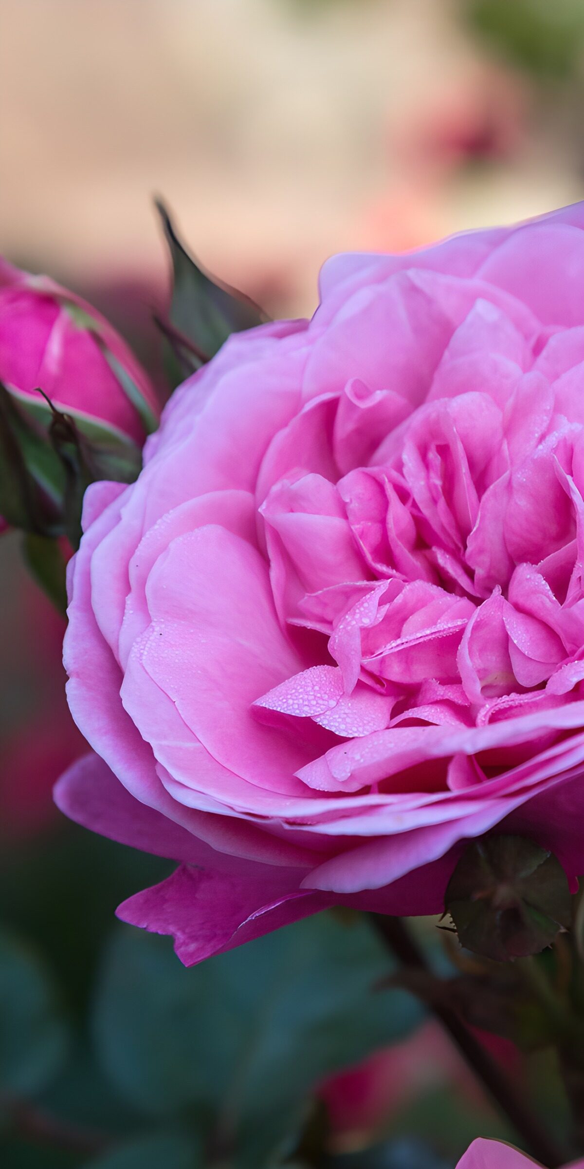 HPDK46735: Lyserød rose i blødt dagslys