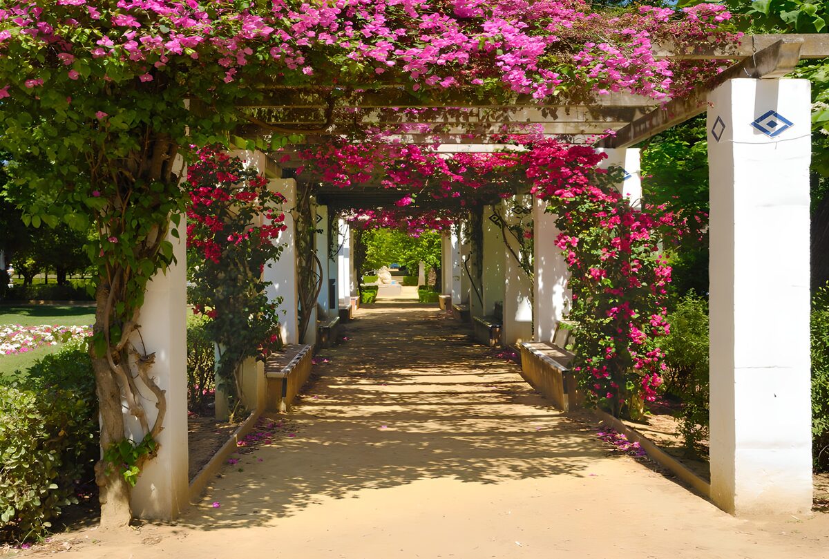 HPDK59048: Lyserød bougainvillea over havestien