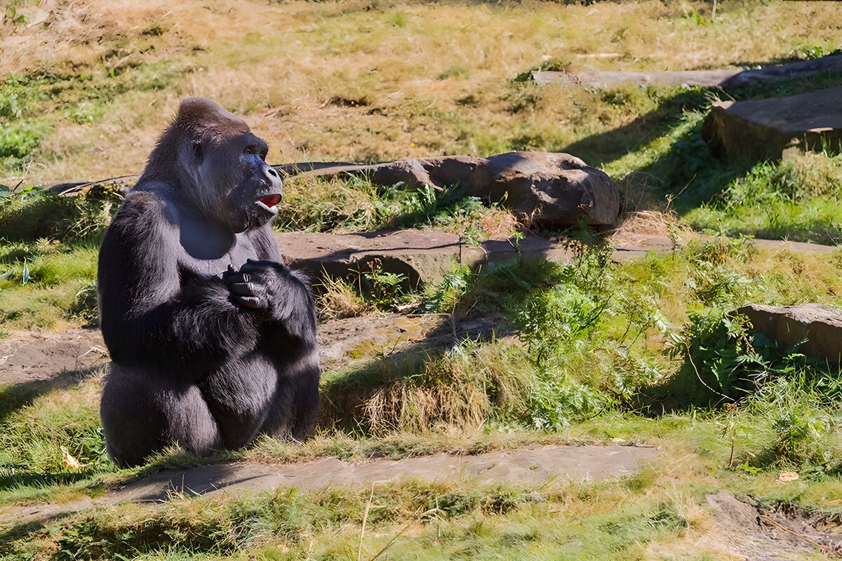 Siddende gorilla i sol og græs