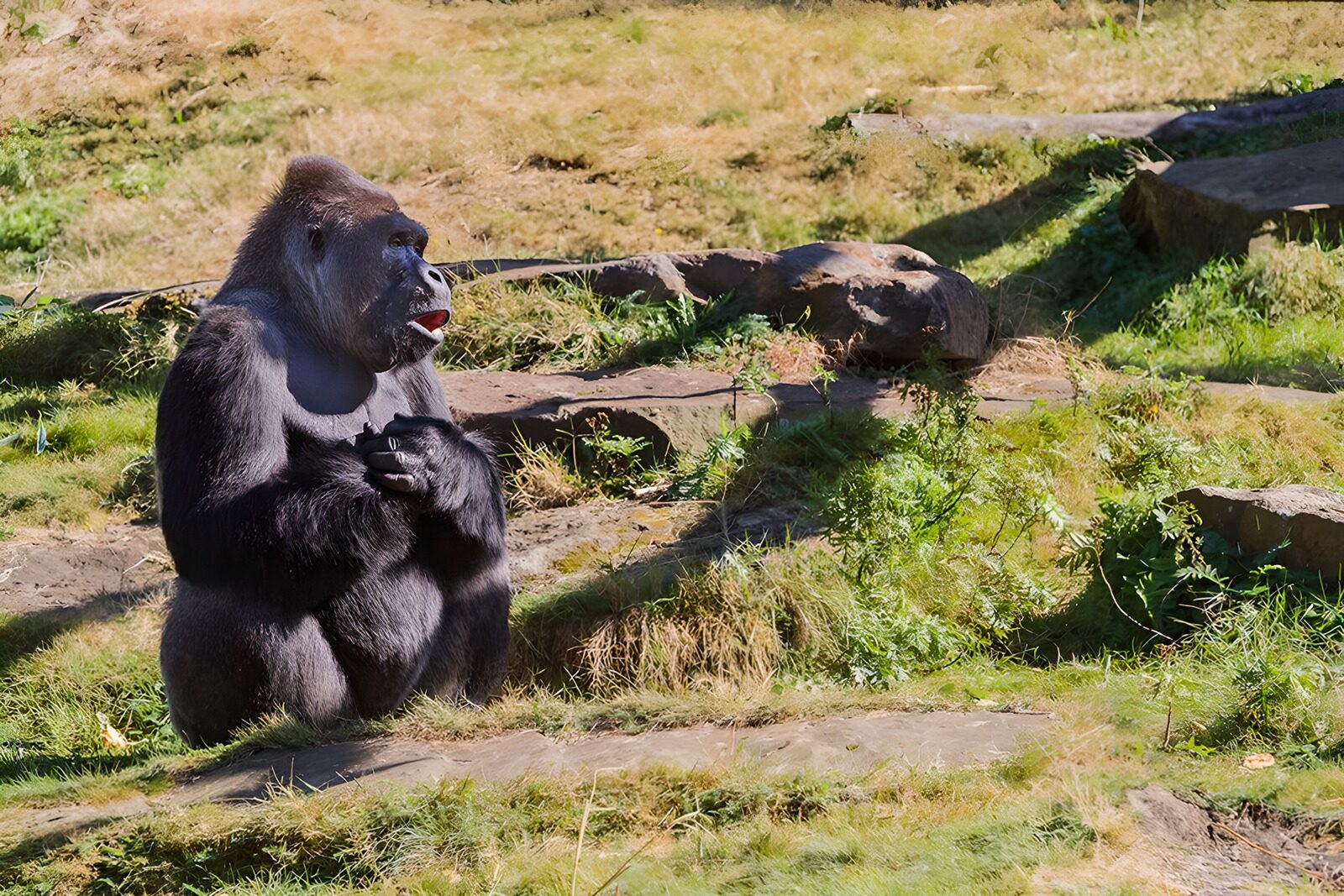 HPDK14986: Siddende gorilla i sol og græs