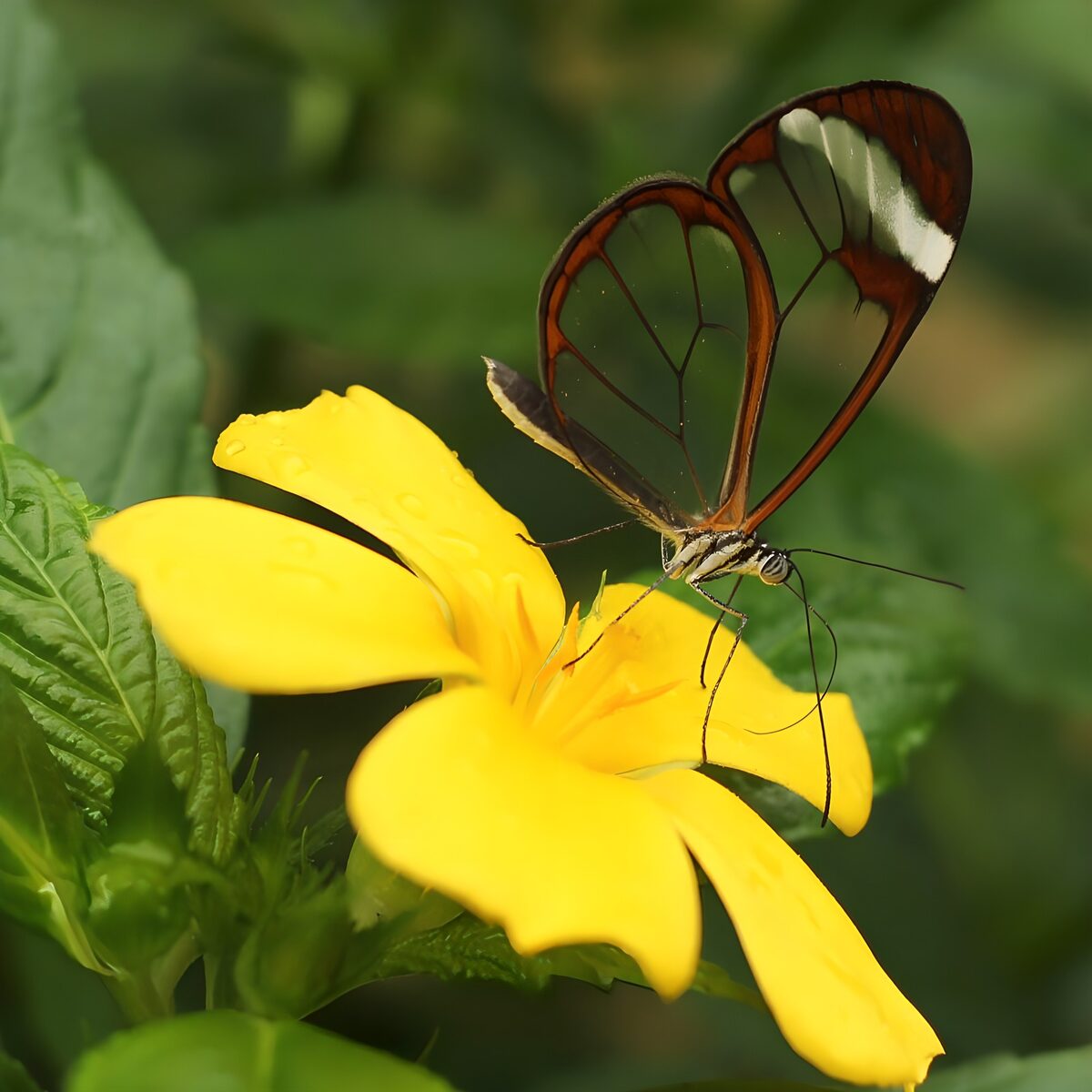Glasvinge på en gul blomst