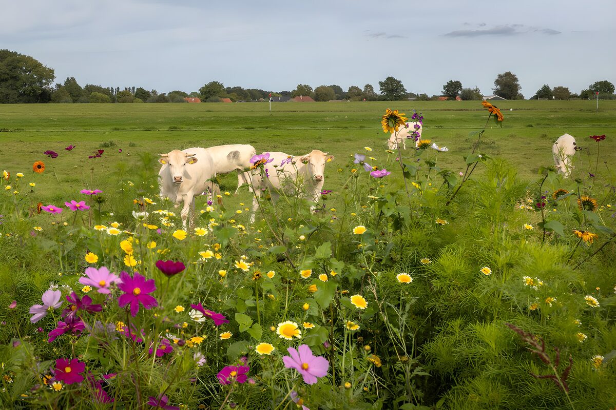 Lyse køer bag et farverigt blomsterflor