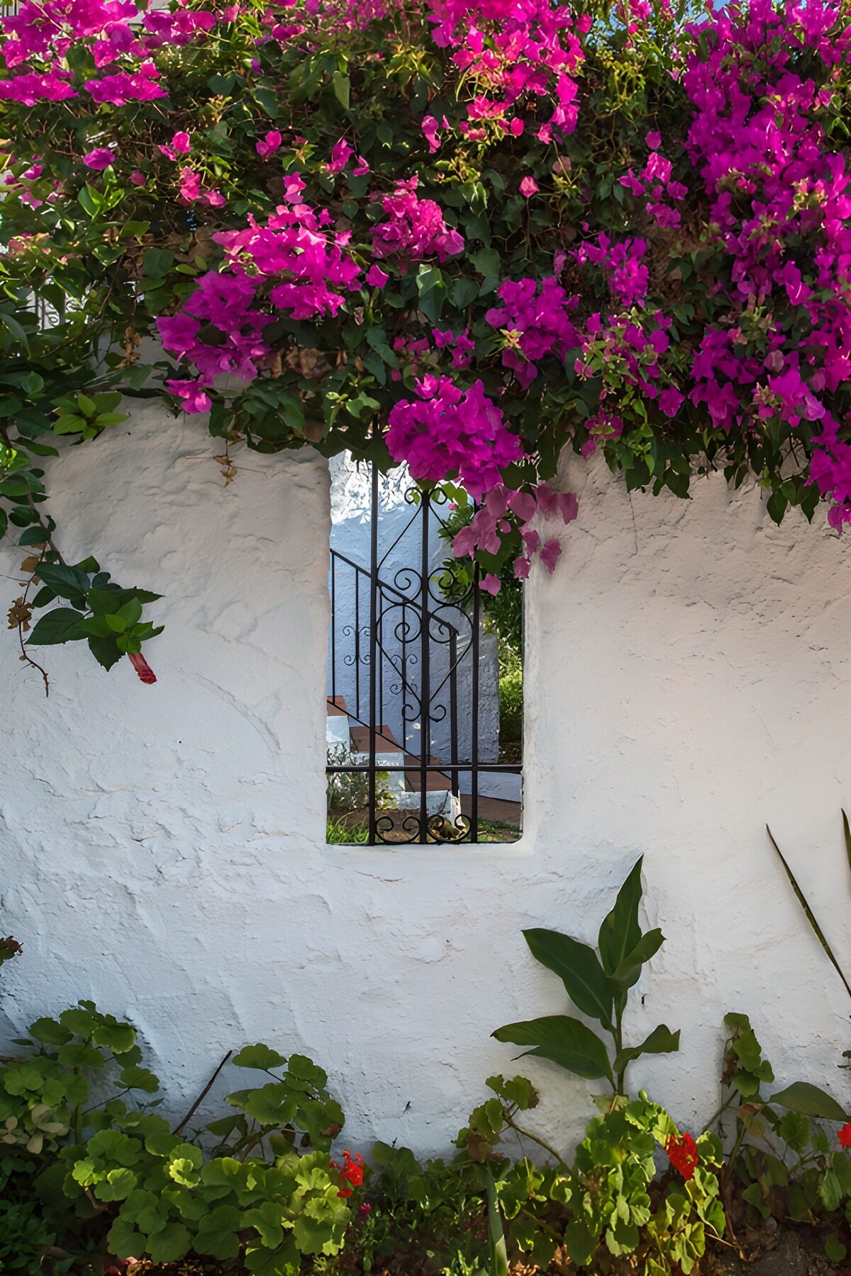 Bougainvillea over den hvide havemur