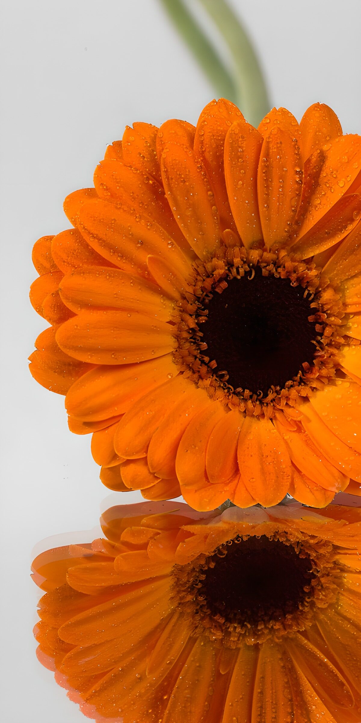 HPDK48377: Orange gerbera med dråber og spejling
