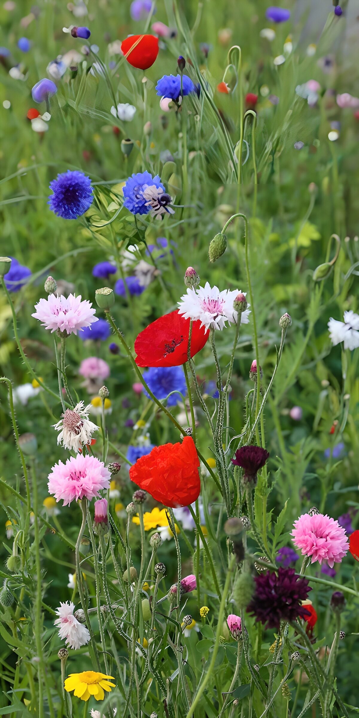 HPDK48287: Røde valmuer i en farverig blomstereng
