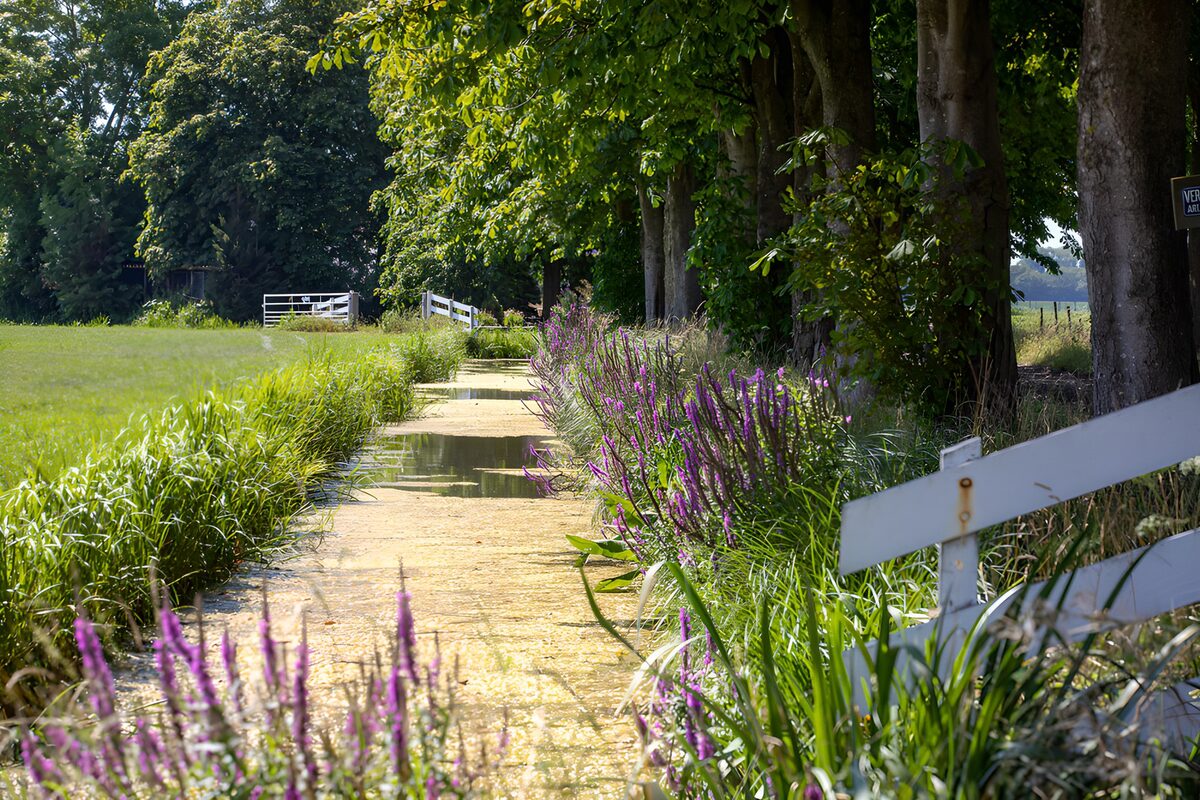 Sommer ved grøften med lilla blomster