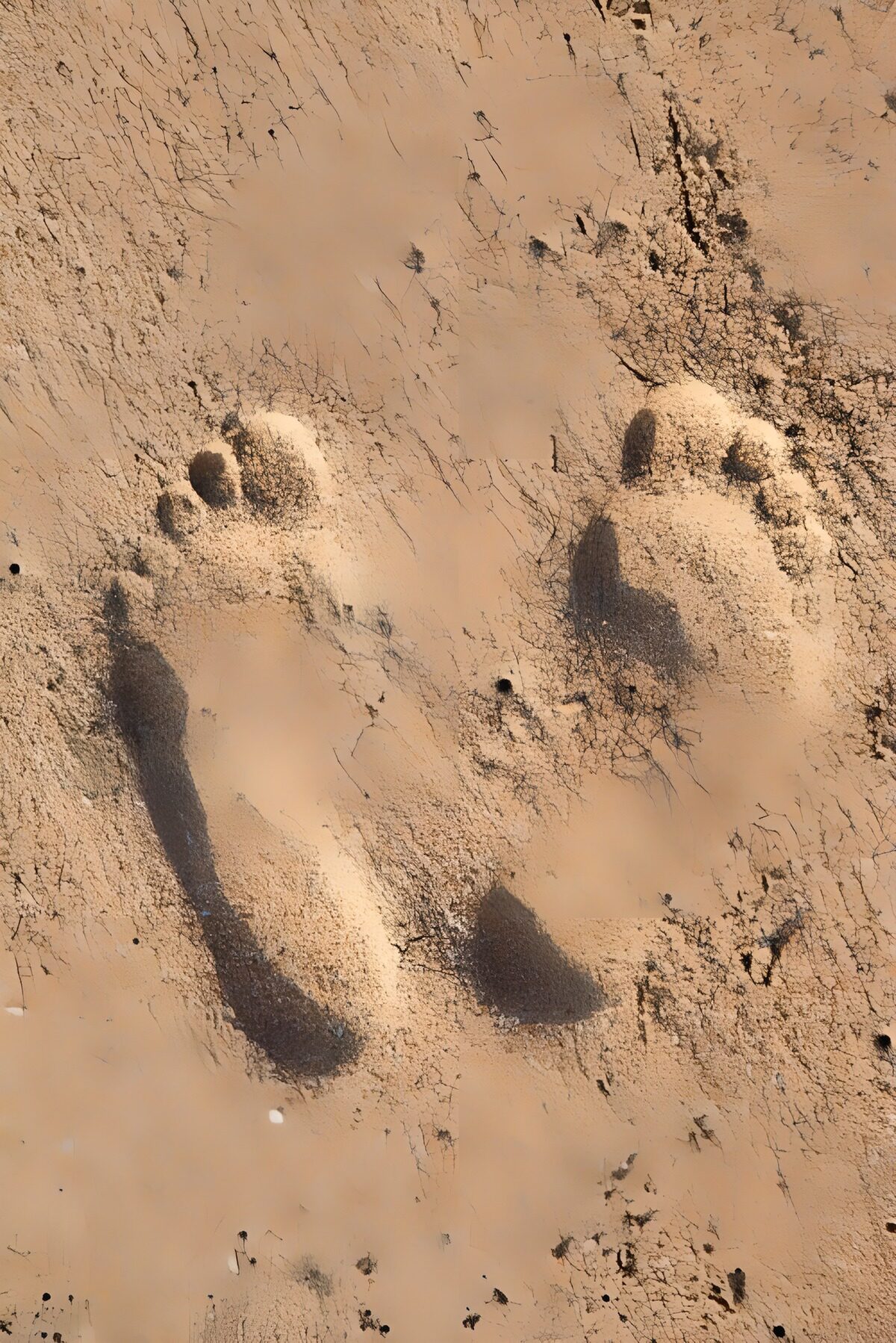 HPDK64214: To fodspor i gyldent sand