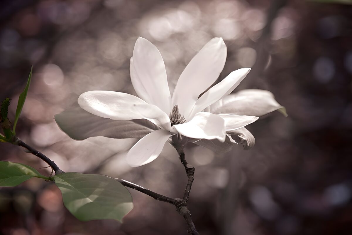 Hvid magnolia i blødt lys