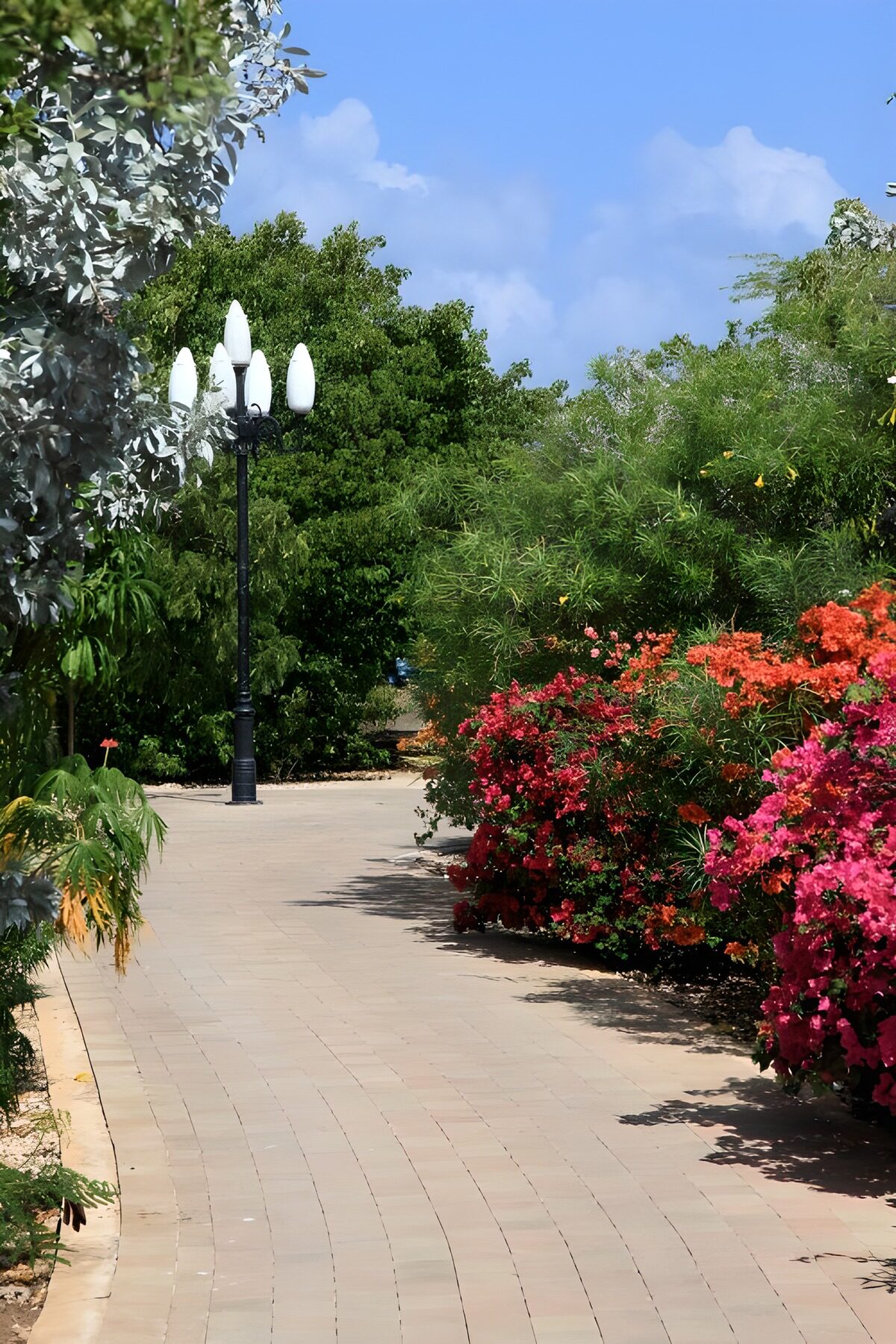 Solrig havesti med farverig bougainvillea