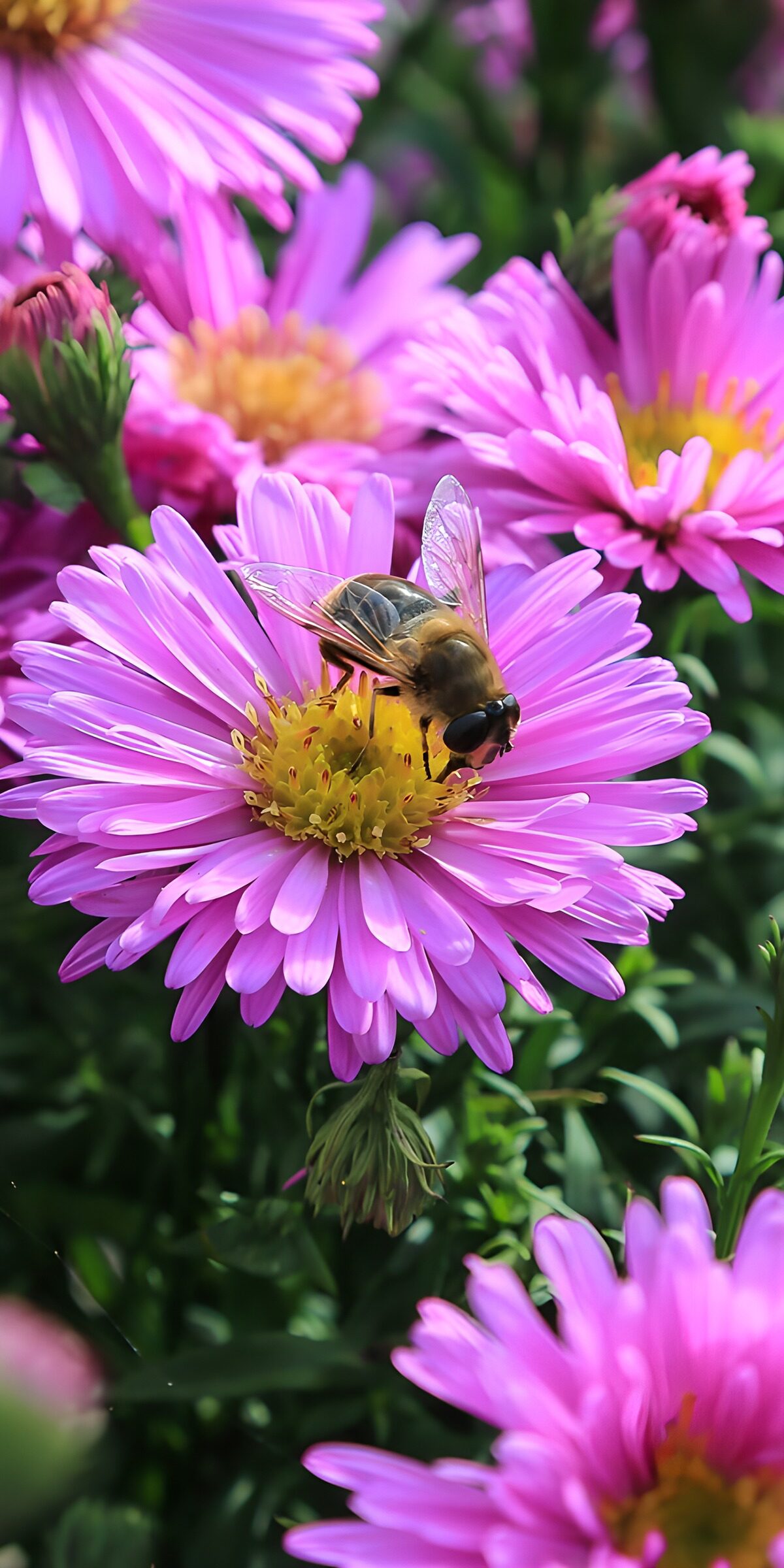 HPDK47120: Svirreflue på solbeskinnet asters