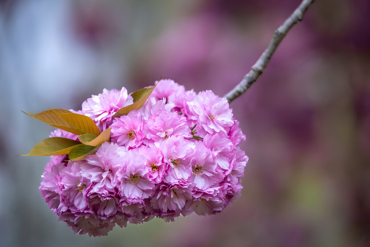 Lyserøde kirsebærblomster i blødt lys