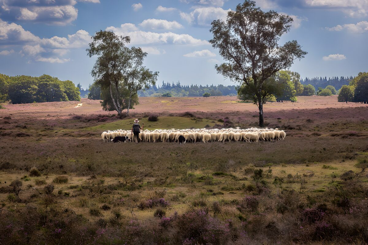Fårehyrde og flok på den stille hede