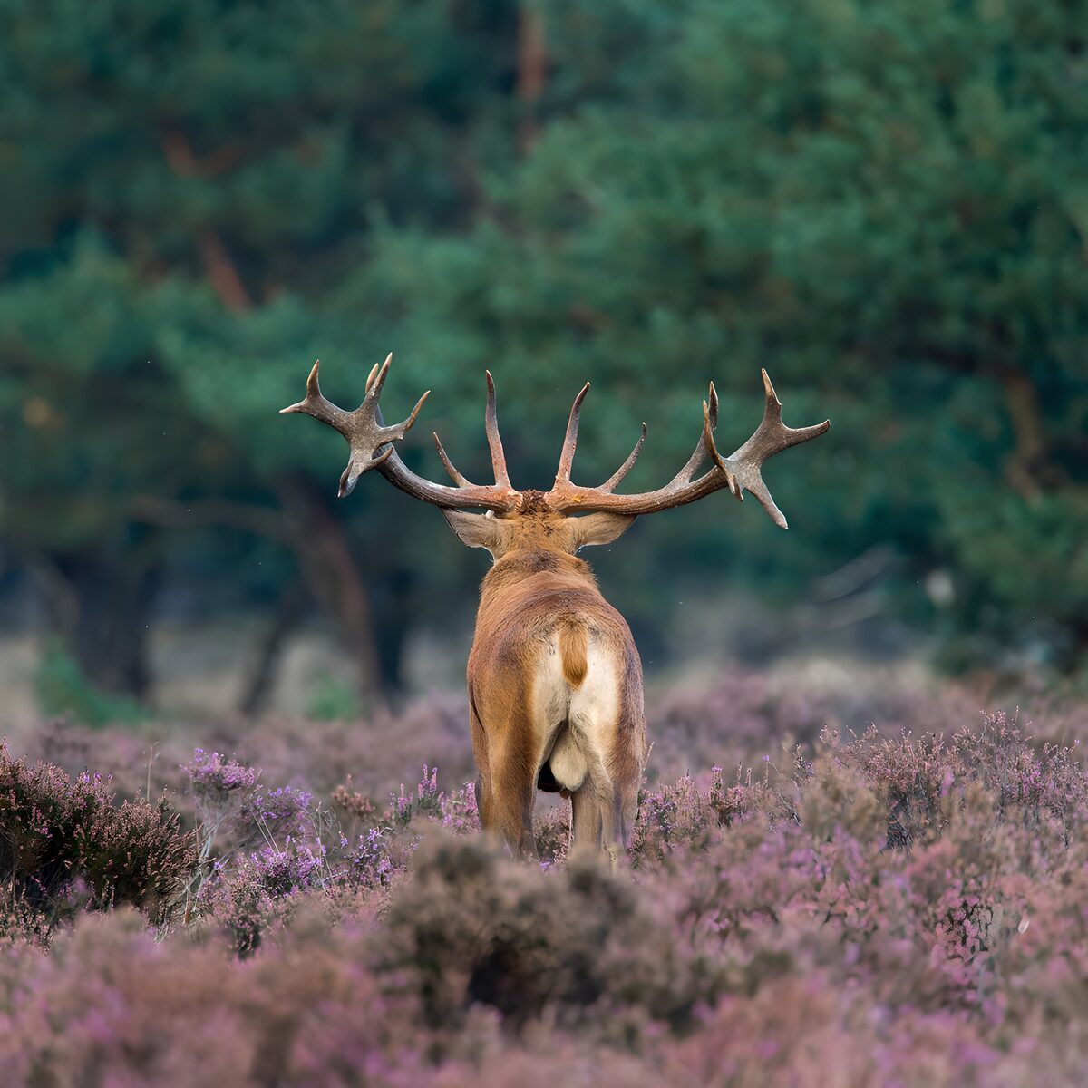 Kronhjort i ro blandt blomstrende lyng