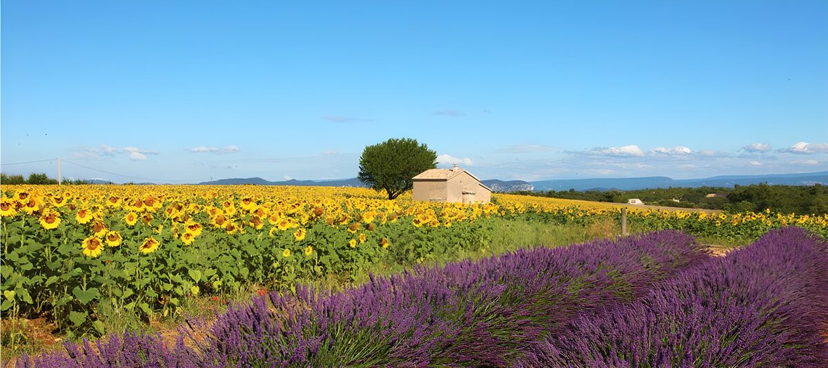 Solsikker og lavendel i sommersol