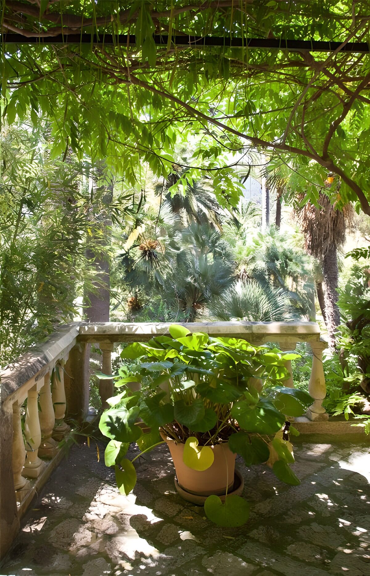 HPDK78549: Krukkeplante på en solplettet terrasse
