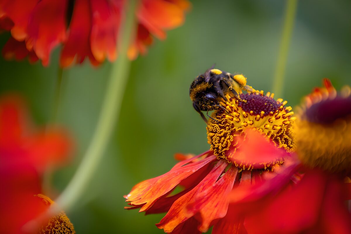 Humlebi på rødorange blomst i varmt lys