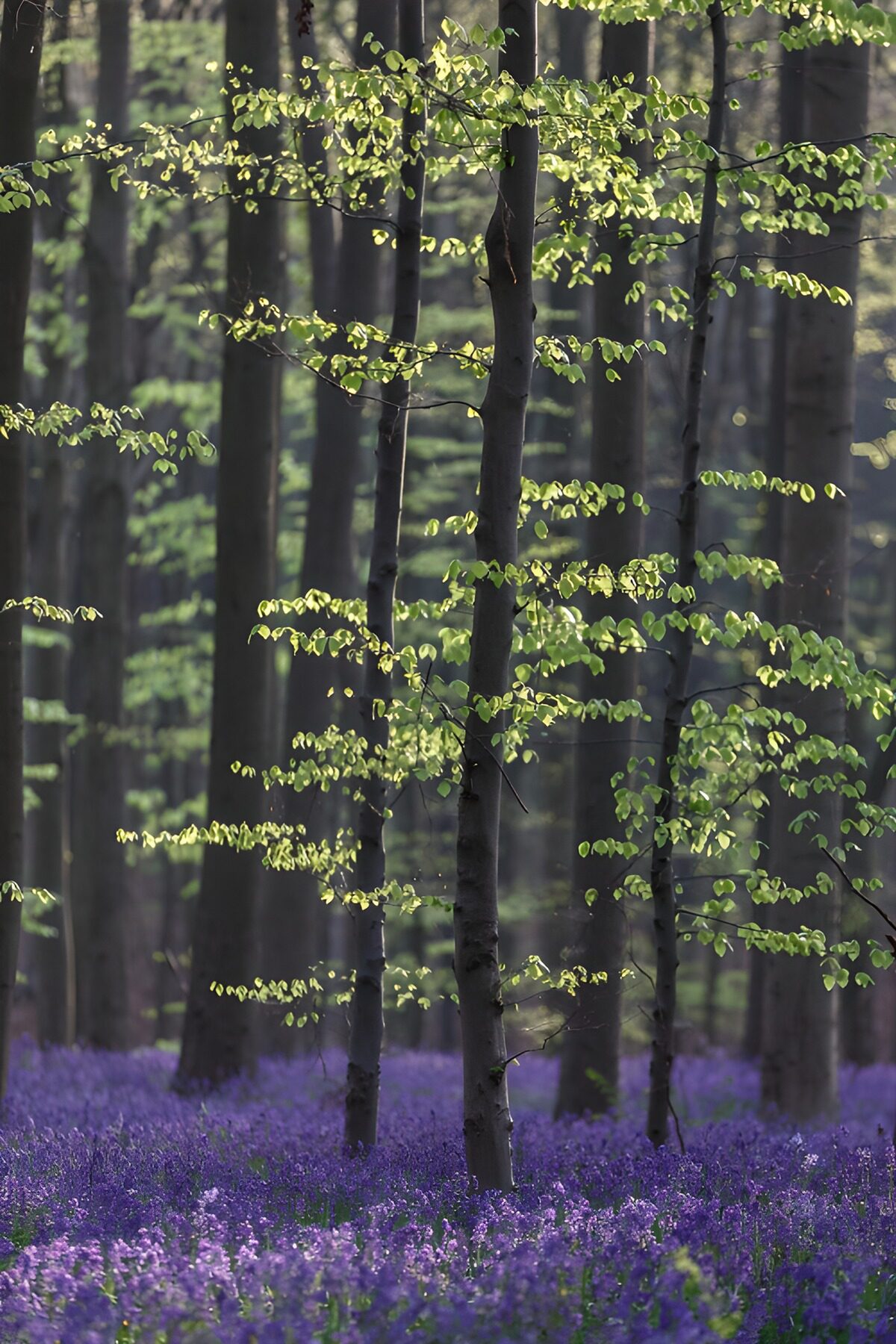 HPDK92354: Forårsskov med lilla blomsterflor