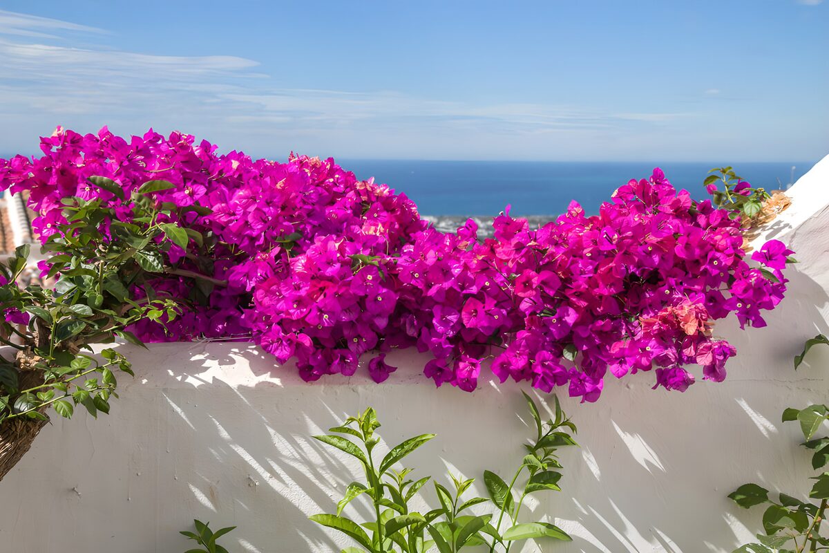 Bougainvillea ved den hvide mur