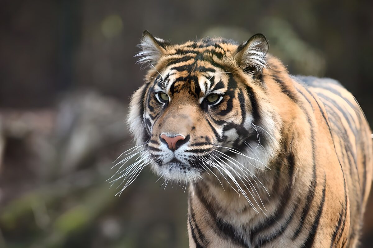 Tiger tæt på med et vagtsomt blik