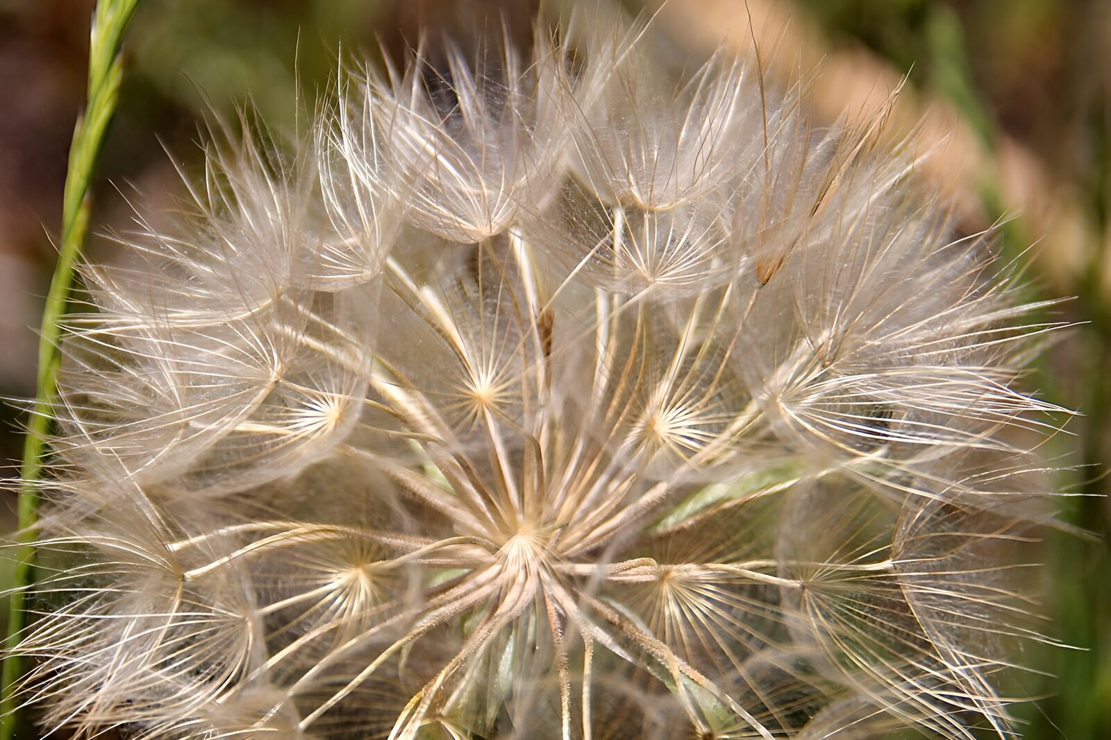 HPDK14687: Mælkebøttefrø i blødt sollys