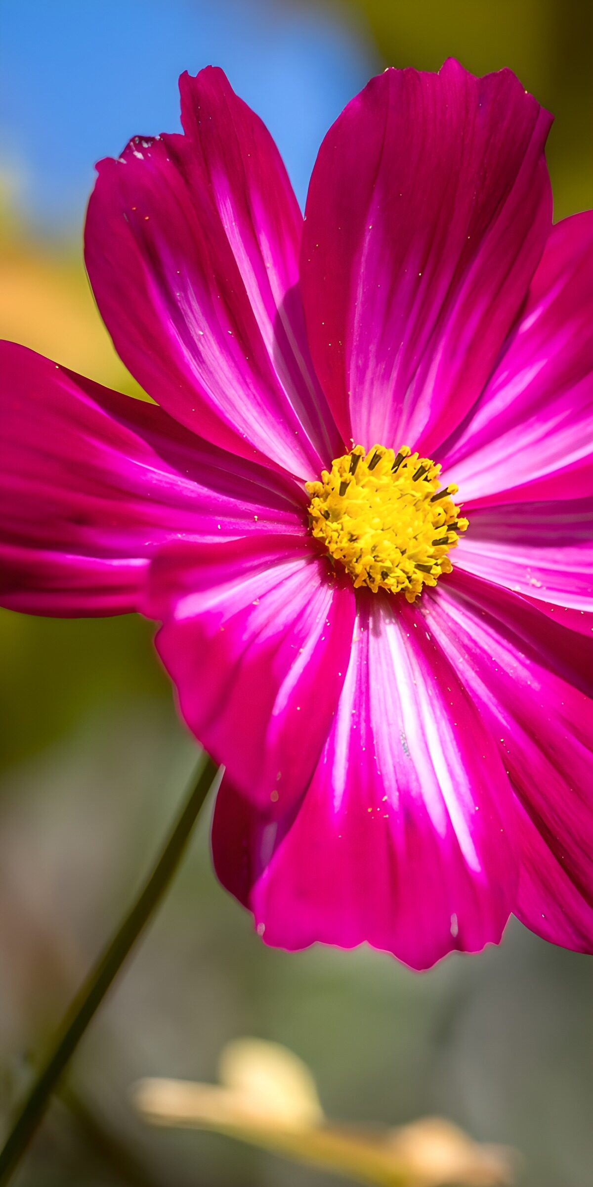 HPDK33794: Magenta kosmos i sollys